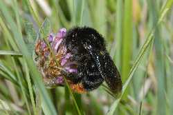 Cuckoo bumblebee (Ted Benton)